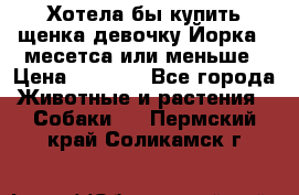 Хотела бы купить щенка девочку Йорка 2 месетса или меньше › Цена ­ 5 000 - Все города Животные и растения » Собаки   . Пермский край,Соликамск г.